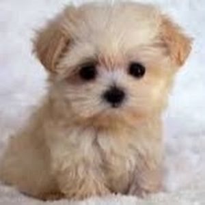 Meet your Posher, Ann